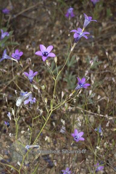 navarretia leptalea ssp leptalea 7 graphic